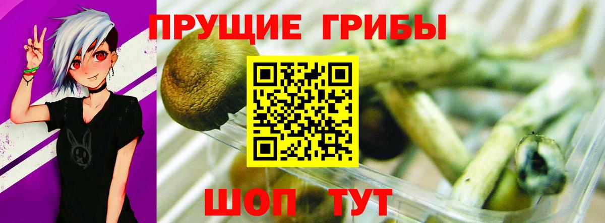 Псилоцибиновые грибы Psilocybe Нарткала